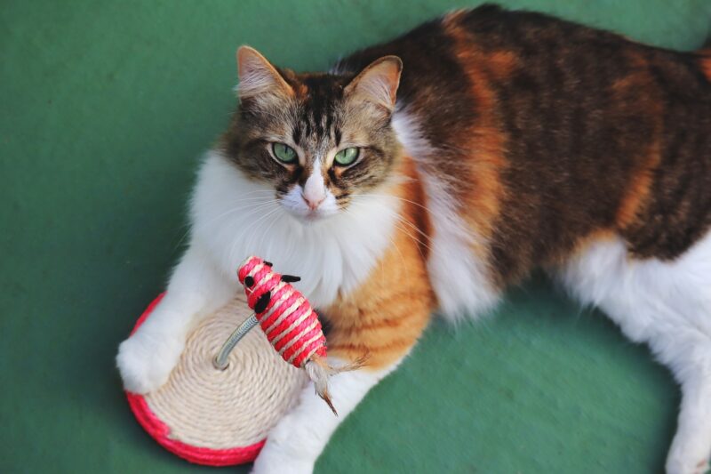 Why Your Cat Carries Around a Toy Meows Our Vet Answers PangoVet