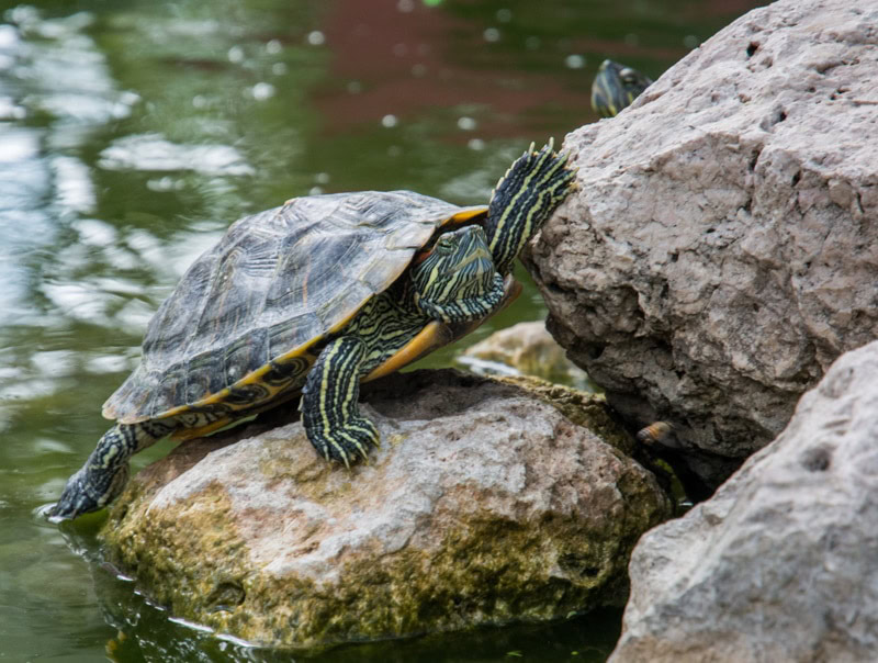 turtle climbing in the rock