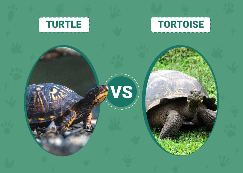 Turtle vs. Tortoise