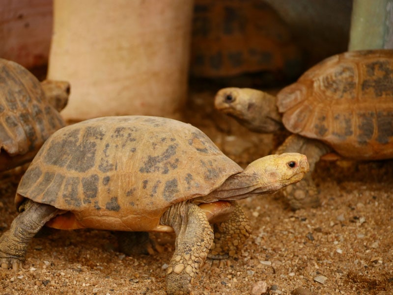 Do Turtles Need a Heat Lamp at Night? VetApproved Lighting Guide for