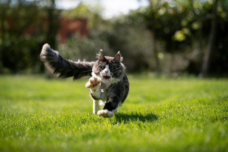 tuxedo maine coon cat running outdoors