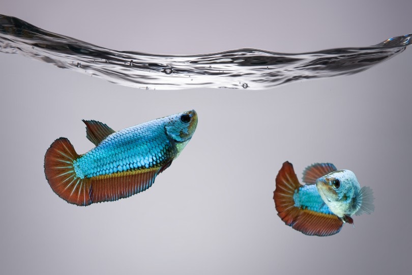 Can Two Female Bettas Live Together? Facts & FAQ PangoVet