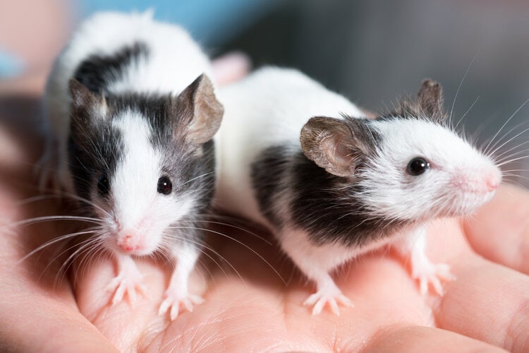 two black and white rats