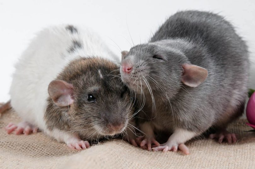 two rats_LankaP, Shutterstock