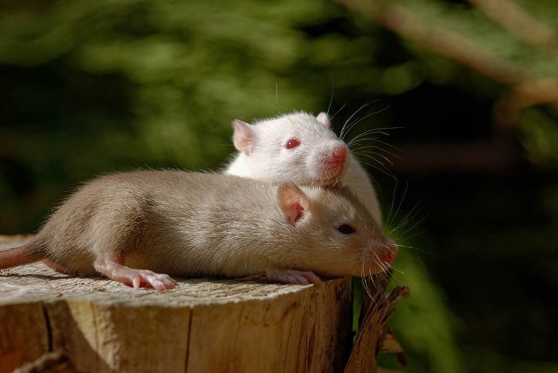 two fancy rats
