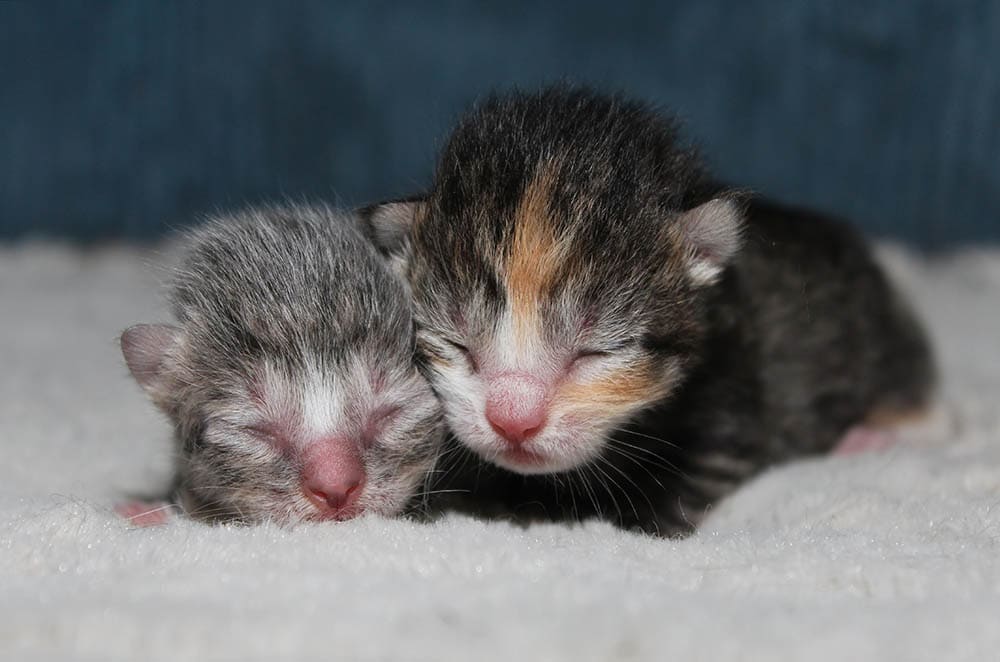 When Do Kittens Open Their Eyes Newborns Development Pangovet