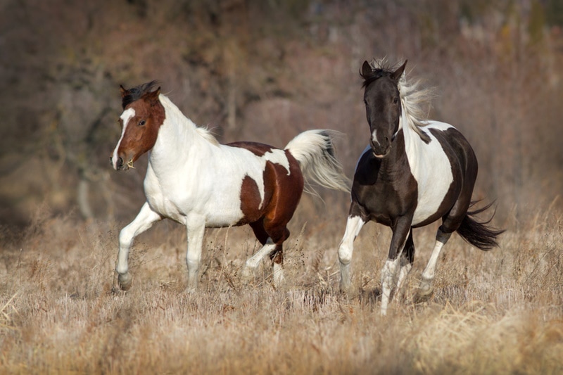 two pinto horse running