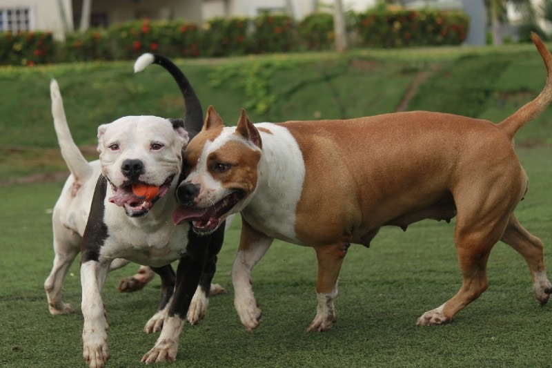 two pitbulls playing