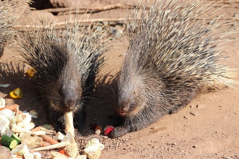two porcupines eating