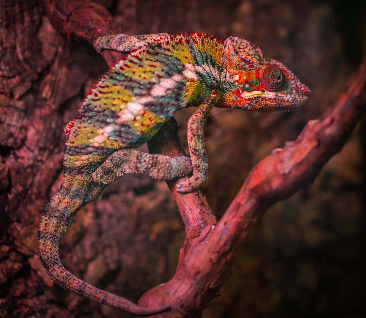 veiled chameleon