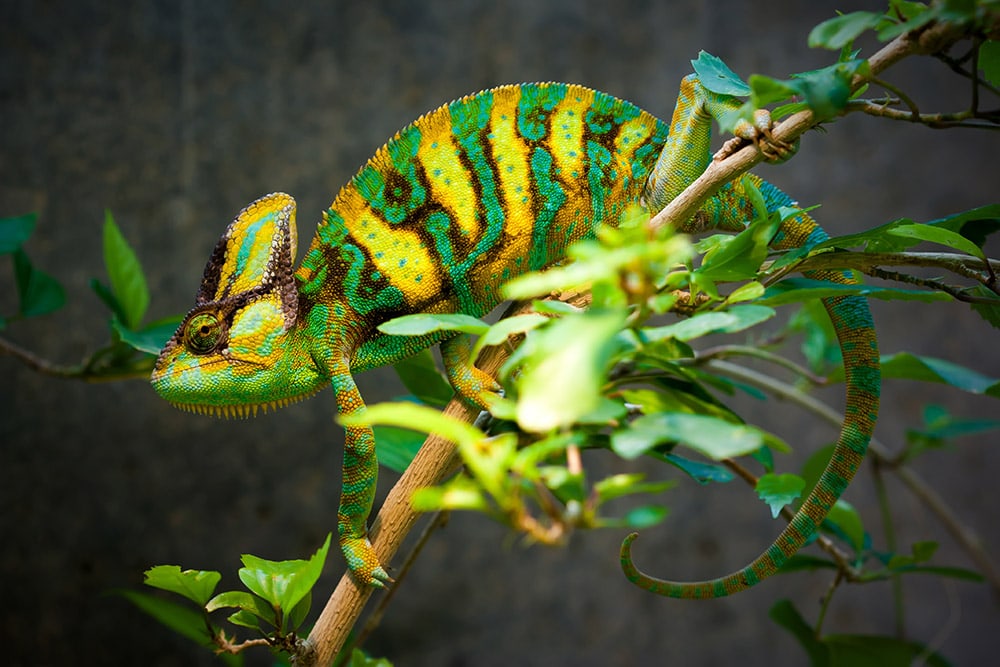Veiled Chameleon Colors: Mood Color Chart & Meanings (with Pictures ...
