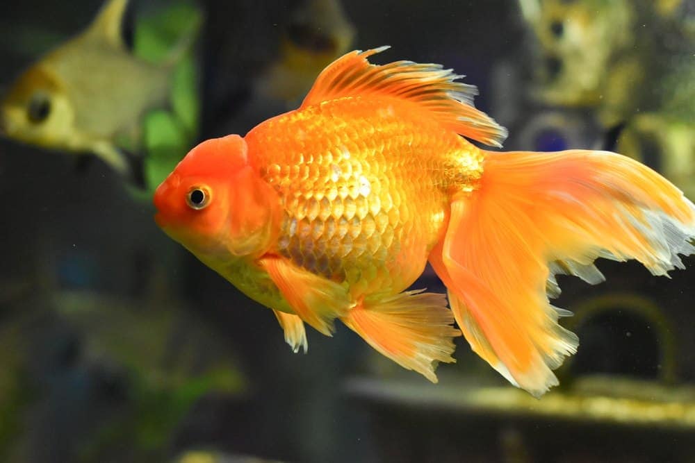 veiltail goldfish swimming in tank