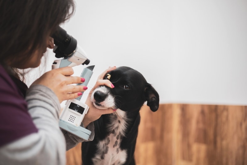 vet checking dog eyes