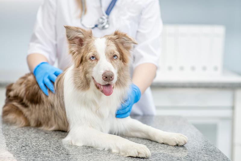 veterinarian checking up of an australian shepherd dog at clinic