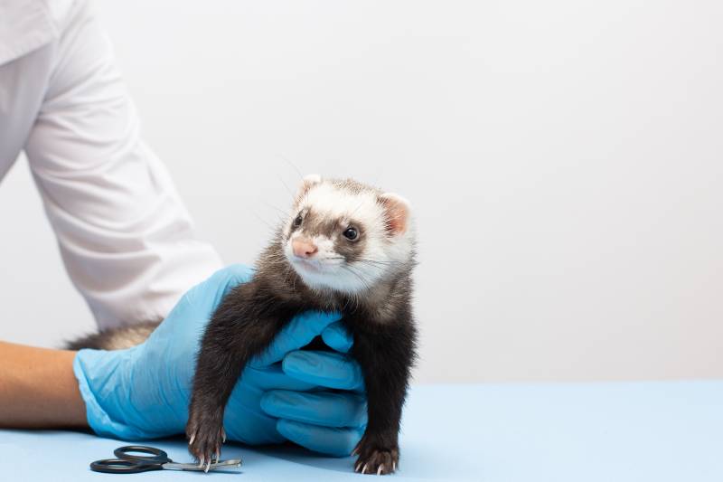 veterinarian examines a pet ferret to a veterinary clinic