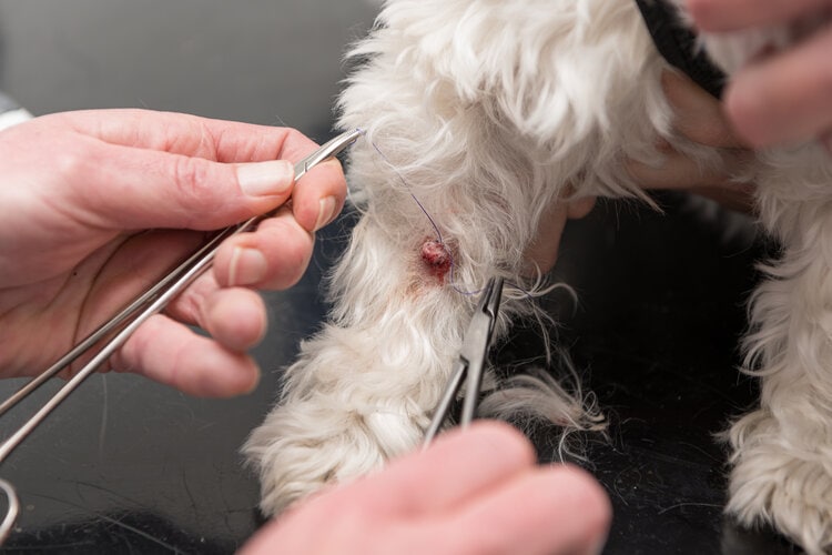 Cost to remove dog skin tag store