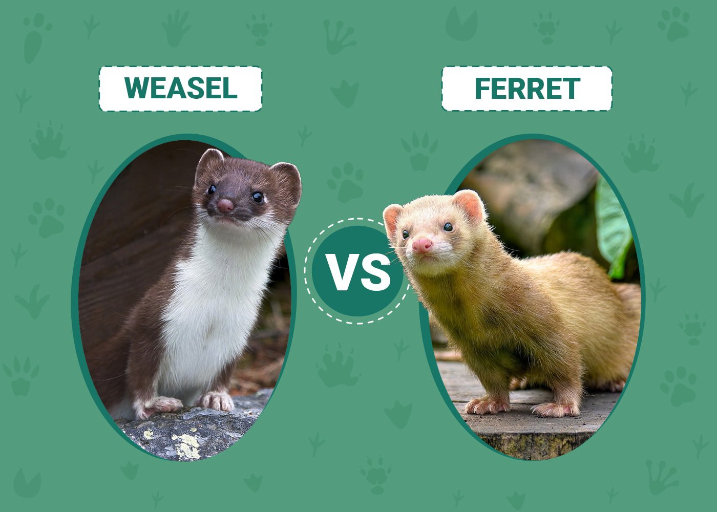 Weasel vs Ferret: What's the Difference? | PangoVet