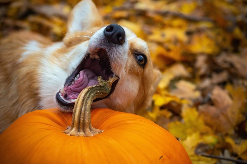 welsh corgi eating the stem of the pumpkin