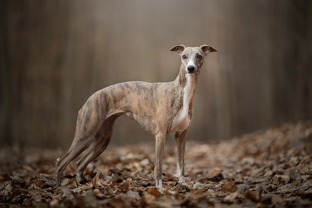 whippet dog in the forest