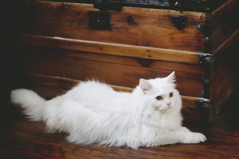 white cat lying on the floor