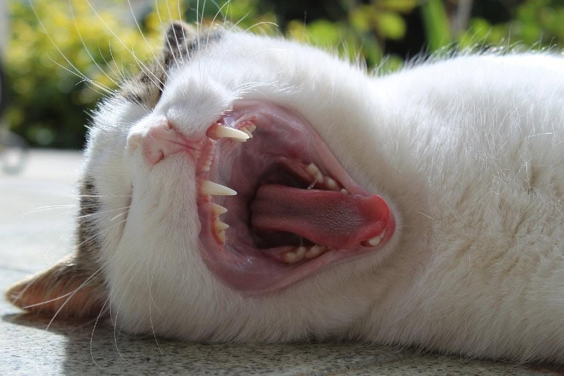 white cat opening its mouth