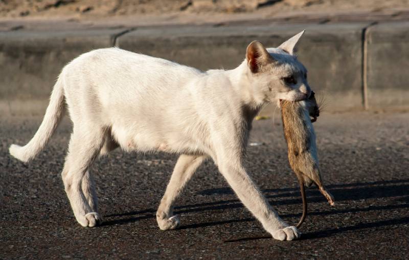 How Great Are Cats at Catching Rats Facts FAQ PangoVet