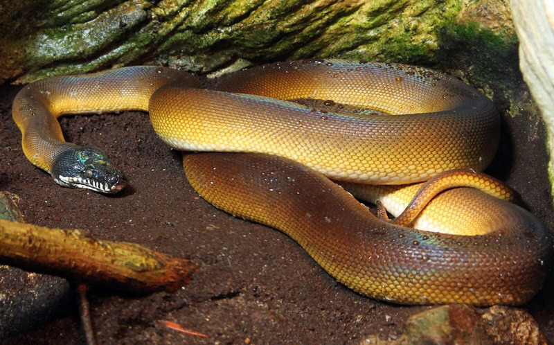 White Lipped Python: Facts, Info & Care Guide (With Pictures) | PangoVet