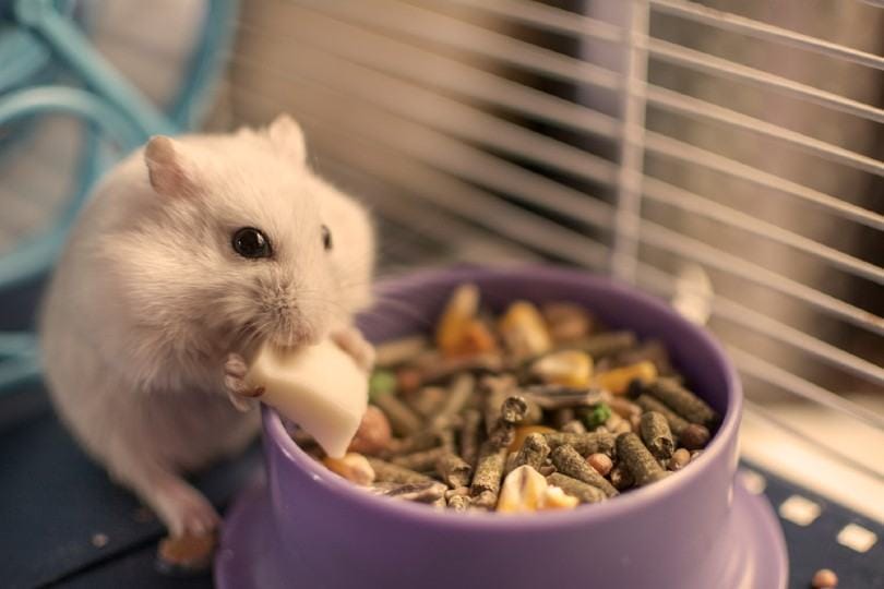 Can hamsters eat cheddar cheese hotsell