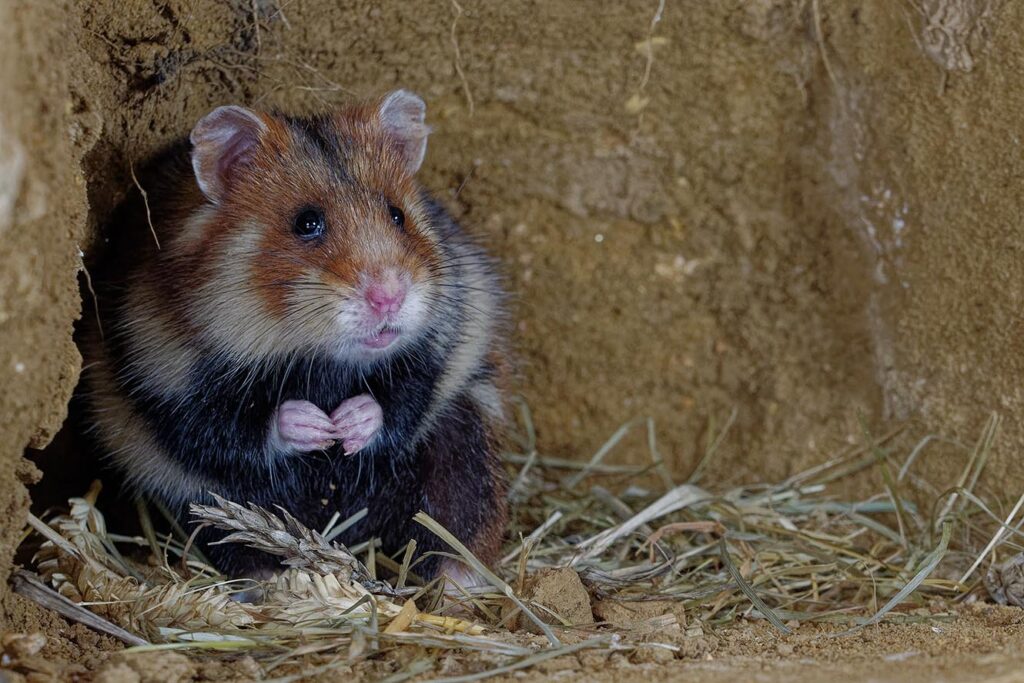 Where Do Hamsters Live in the Wild? Interesting Facts & FAQs | PangoVet