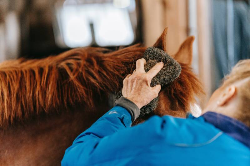 woman brushing the horse's hair