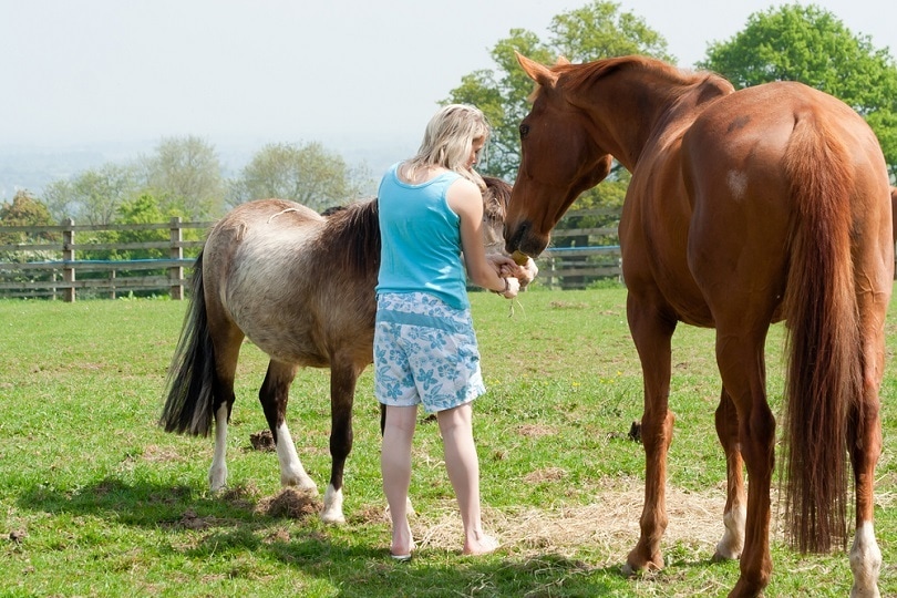woman-feeding-fruit-to-two-horses_Groomee_shutterstock