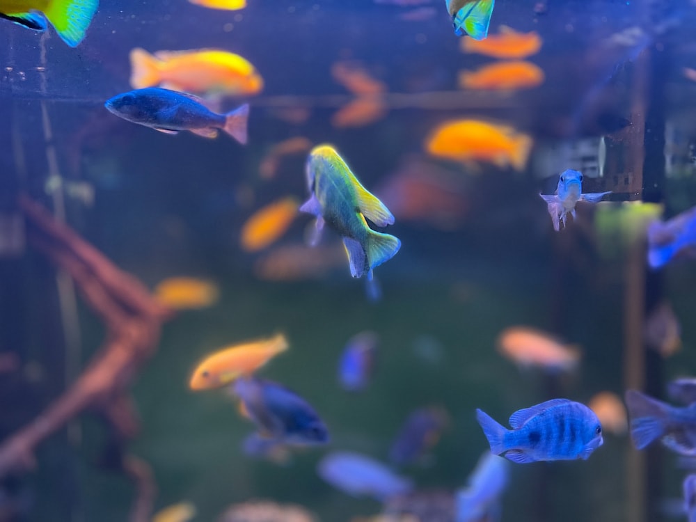 yellow and blue fish in a fish tank