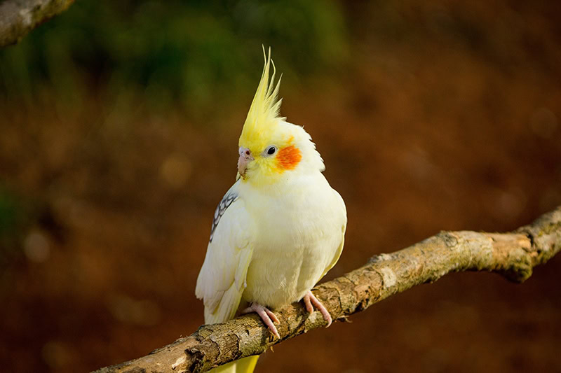 Pet stores that sell cockatiels near me hotsell