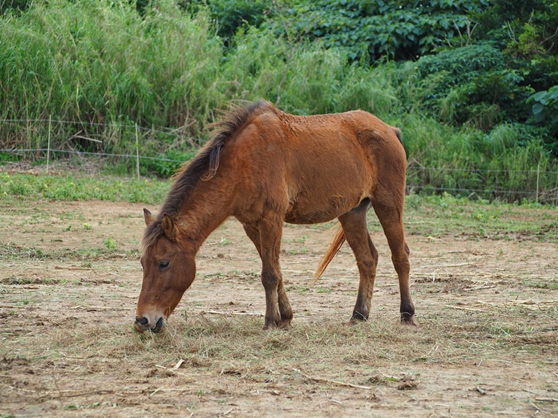 9 Japanese Horse Breeds (With Info & Pictures) | PangoVet