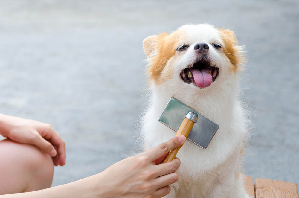 young woman brushing a chihuahua