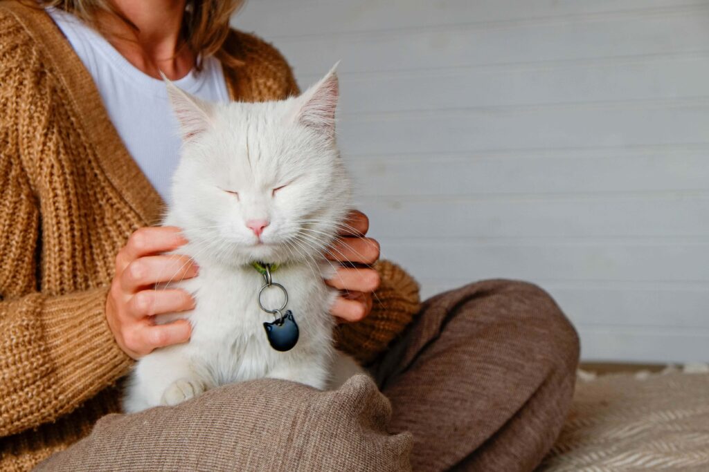 My cat has diarrhea possible causes vet approved solutions pangovet