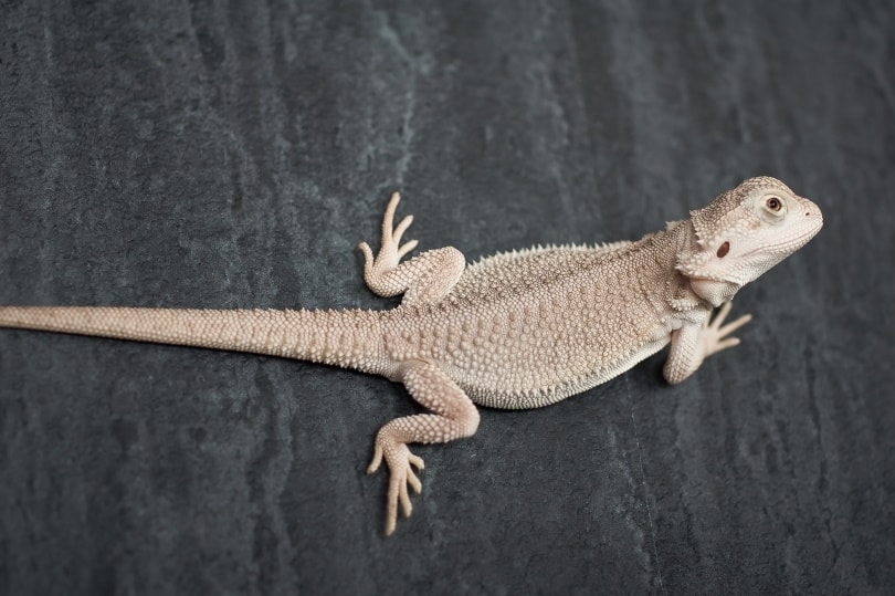 White (Zero) Bearded Dragon Morph Facts, Info, Pictures & Care Guide PangoVet