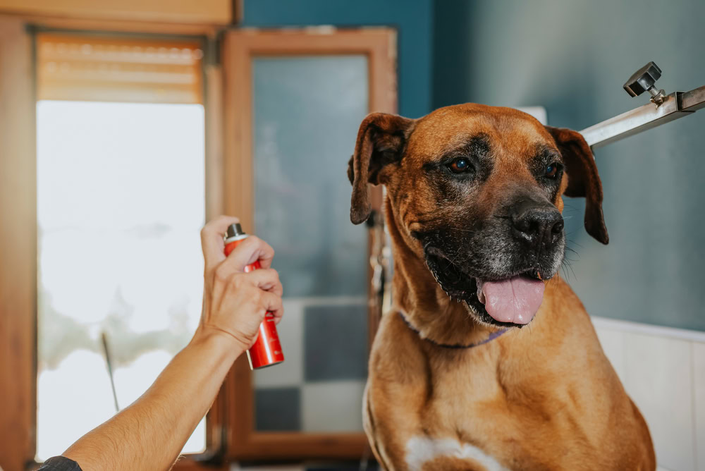 groomer spraying cologne on dog