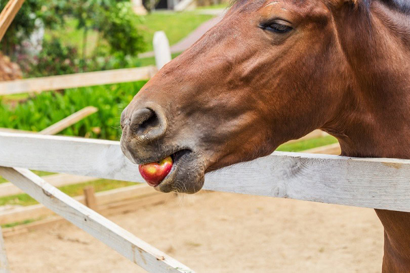 8 DIY Horse Treats Recipes (With Pictures) PangoVet
