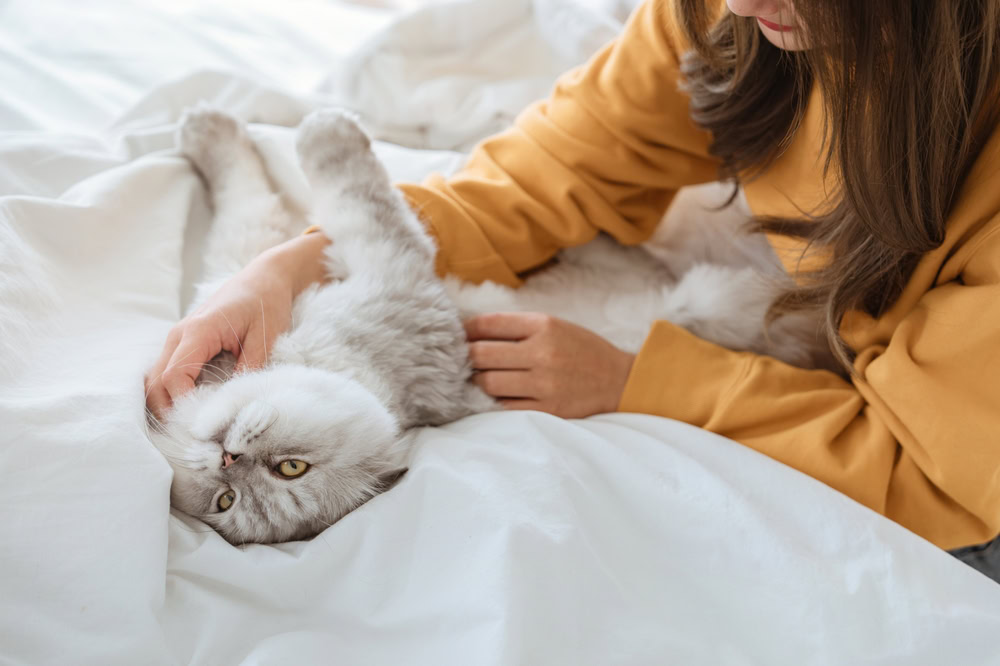 Happy asian woman massages with fluffy grey cat with relax on the bed at home