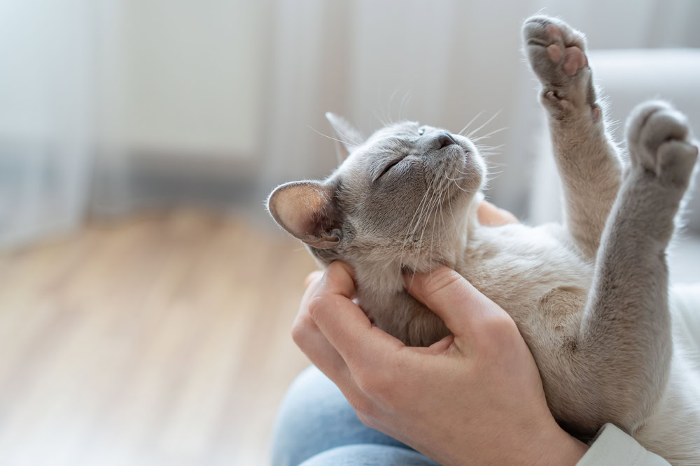 Why Do Cats Put Their Butts in People