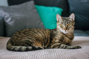 tabby cat lying on couch