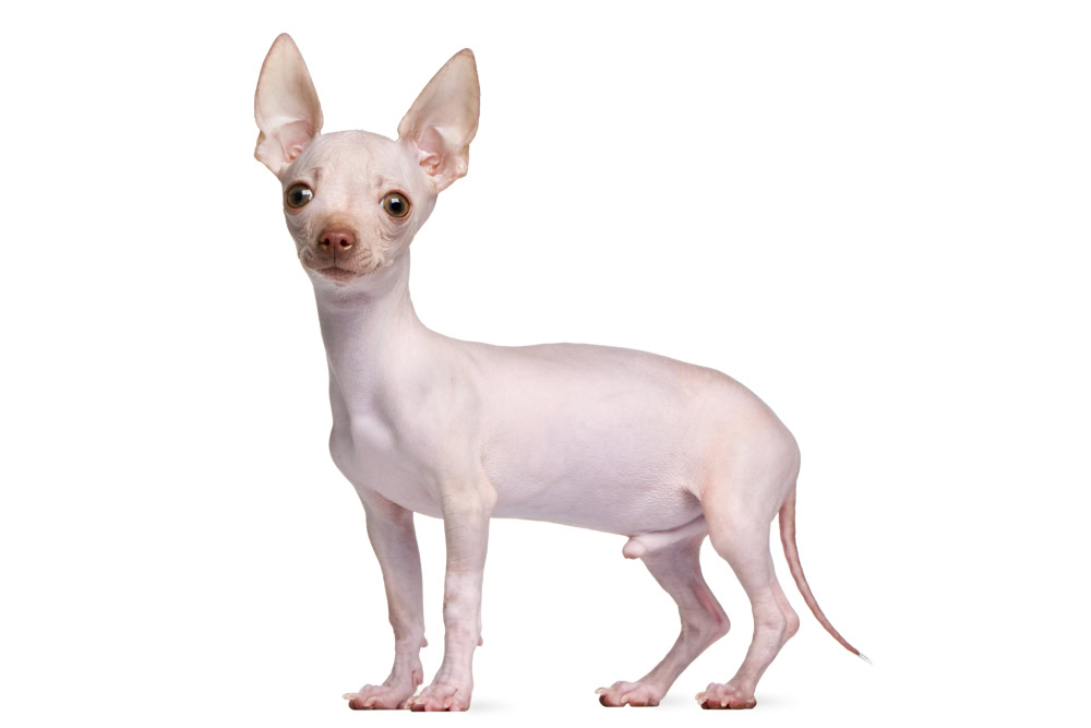 Hairless Chihuahua Dog Breed: Info, Pictures, Care & Facts