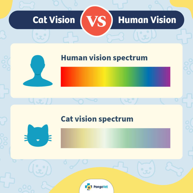 Are Cats Color Blind Like Dogs? VetApproved Facts & FAQ PangoVet