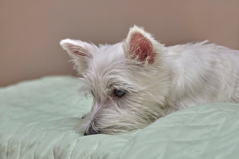 West Highland Terrier Typische Krankheiten