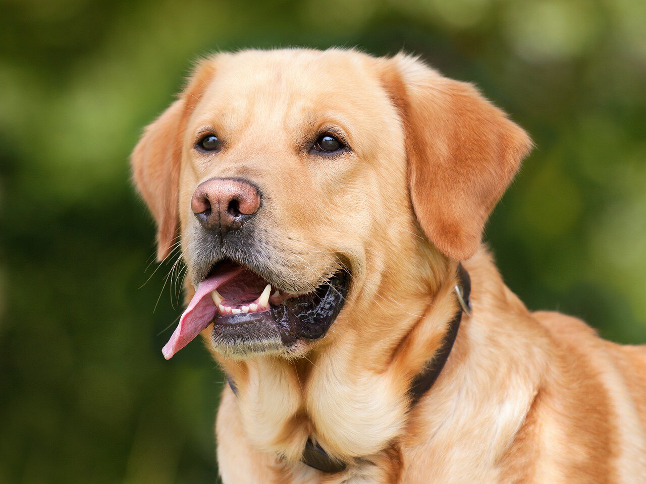 close up of a beautiful dog