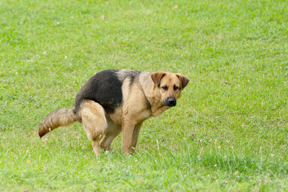 dog defecating on the grass