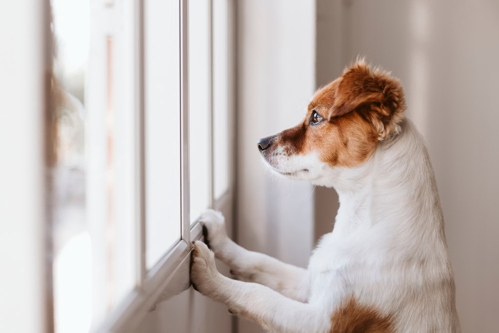 How to Help a Dog With Separation Anxiety: Vet-Reviewed Tips & Tricks