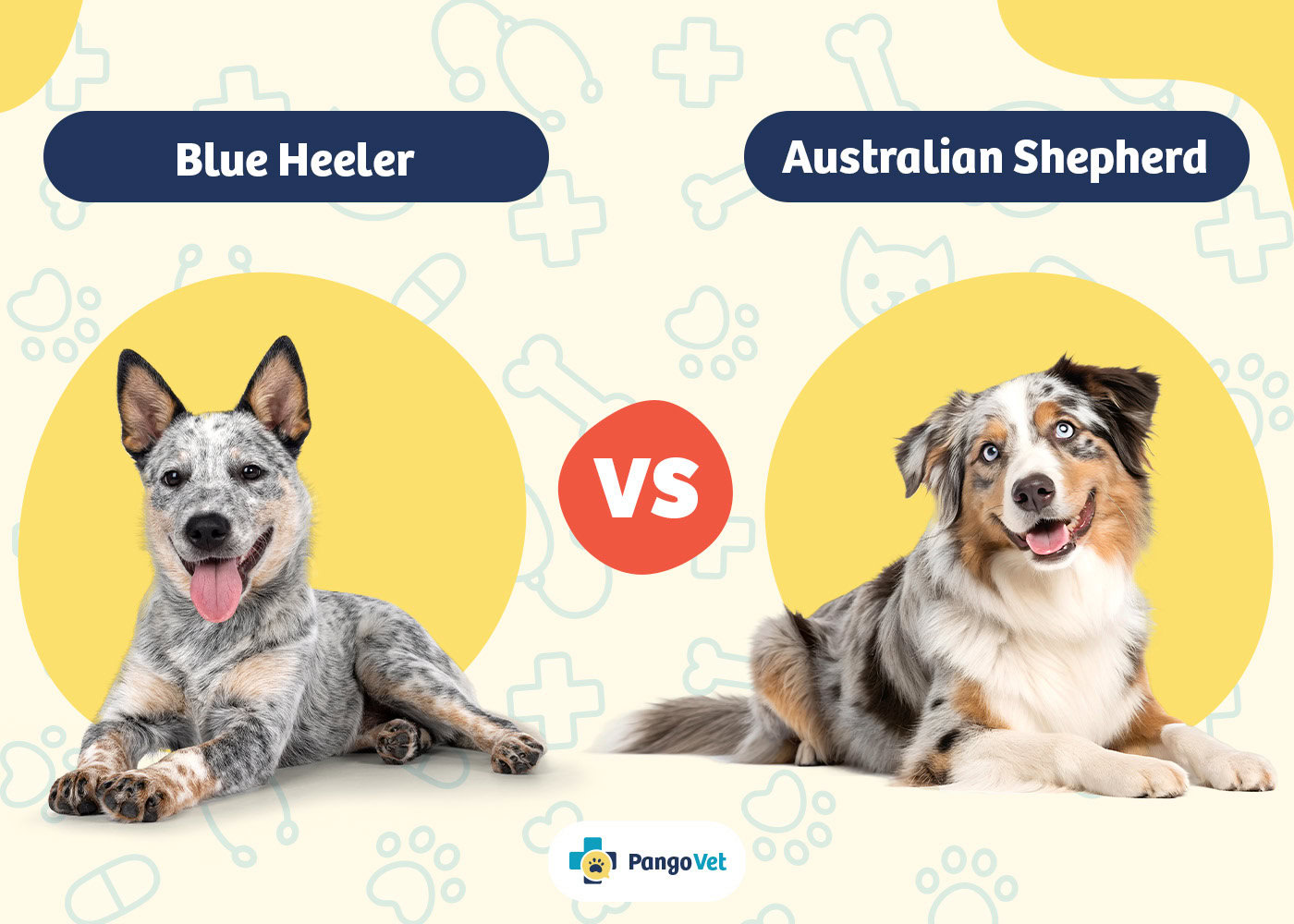 Blue Heeler vs. Australian Shepherd: The Key Differences (With Pictures