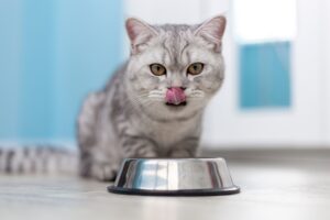 cat licking mouth after eating food from metal bowl